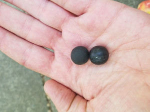 Rubber balls from a "stingball" grenade