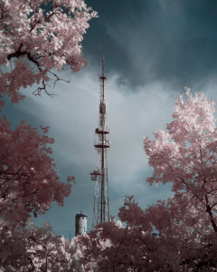 Against a sunlit wall of gray clouds a radio tower rises framed by a pink mantle of foliage