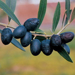 arbequina-olive-tree
