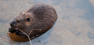 Beaver swimming credit Jim Ecklund Beaver swimming credit Jim Ecklund