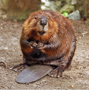 Beaver - credit: Steve Hersey