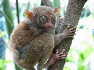 Tarsier Tarsier