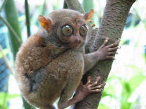 Tarsier