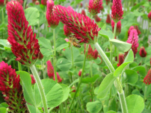 Bee on crimson clover Bee on crimson clover