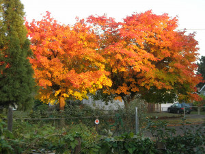 Majestic maple leaves, soon to be compost Majestic maple leaves, soon to be compost