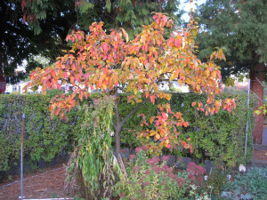 Leaves, almost ready to be harvested from the ground Leaves, almost ready to be harvested from the ground