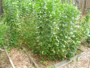 Nitrogen-fixing fava beans and crimson clover Nitrogen-fixing fava beans and crimson clover