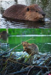 Pictures courtesy of Ralph Arvesen (CC BY 2.0)/The Revelator 4/30/2018 and Chase Dekker, Wild-Life Images/Getty Images