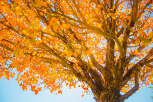Image of a tree with orange leaves of autumn