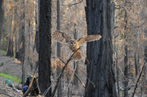 Female spotted owl flying over burn