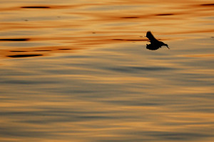 By Stefan25 - Own work, CC BY-SA 3.0, https://commons.wikimedia.org/w/index.php?curid=6216908 Bat flying over the water