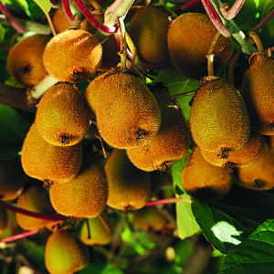 fuzzy kiwi fuzzy kiwi