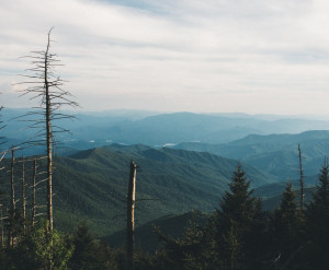 Appalachian skyline, mountain view out over dead hemlocks