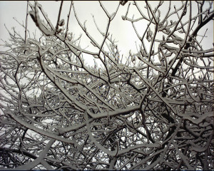 Yeah, not the time to prune fruit trees