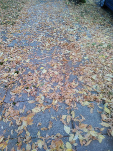 leaves of orange, yellow, and gold scattered across the cracked concrete of a sidewalk