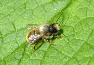 red mason bee red mason bee