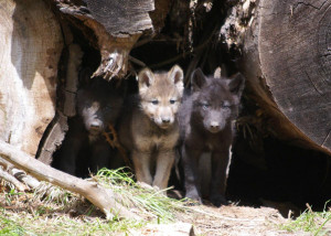 Oregon Wolf Pups