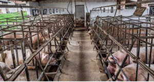 Sow Gestation crates pigs in confined gestation crates inside barn