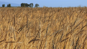 Wheat field, Stalford Seed Farms, Tangent, Oregon Wheat field, Stalford Seed Farms, Tangent, Oregon
