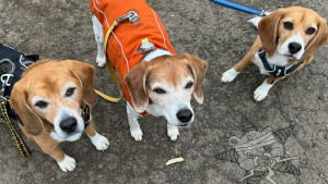 Two bad boys & one bad girl - my beagles Stuart, Pauline, & Pete, looking menacingly into the camera, standing by the Self Help Radio logo.
