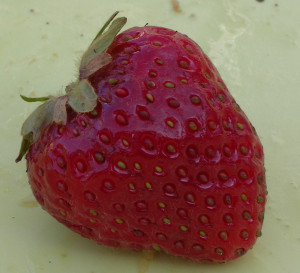 Oregon strawberry