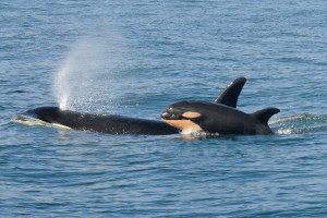 Southern Resident Orca mother Tehlaquah & dead calf
