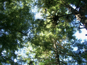 Who Will Own the Forests Who Will Own the Forests