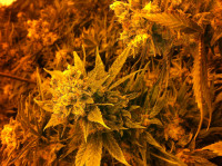 Flower under lights Flower under lights