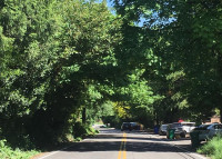 Trees that would be removed as part of the SW Capital Highway Expansion projec