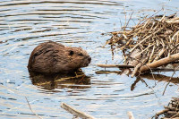 Beaver swimming-national park service photo Beaver swimming-national park service photo