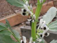 Honey bee on fava bean (cover crop)