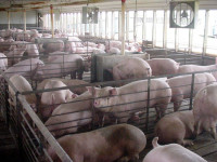 Pigs at unspecified Confined Animal Feeding Operation, or CAFO (Creative Commons)