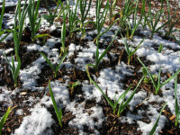 Garlic growing in snow