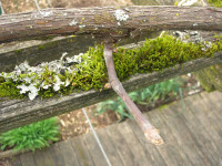 grape vine after pruning grape vine after pruning