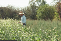 Harry MacCormack at Sunbow Farm Harry MacCormack at Sunbow Farm