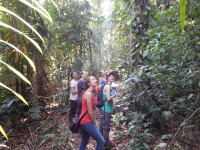 Five women researchers stand surrounded by thick jungle vegetation watching another member climb into the treetops Five women researchers stand surrounded by thick jungle vegetation watching another member climb into the treetops