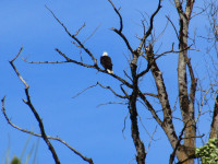 Bald Eagle in bare tree at Ridgefield, WA 