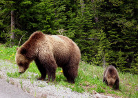 Mother Grizzly & Cub