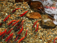 Salmon spawning